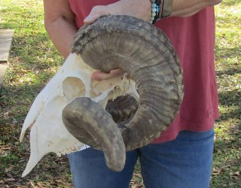 African Merino Ram/Sheep Skull with 31-1/2 inch Horns for sale - $190