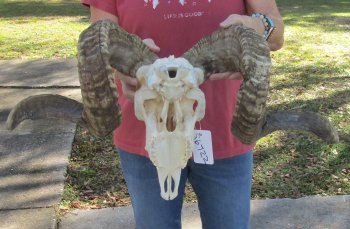 African Merino Ram/Sheep Skull with 31-1/2 inch Horns for sale - $190
