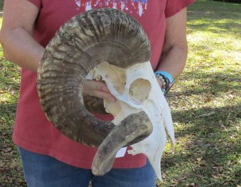 African Merino Ram/Sheep Skull with 31-1/2 inch Horns for sale - $190