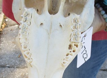 African Merino Ram/Sheep Skull with 31-1/2 inch Horns for sale - $190