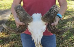 African Merino Ram/Sheep Skull with 31 inch Horns for sale - $190