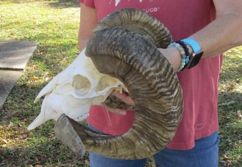 African Merino Ram/Sheep Skull with 31 inch Horns for sale - $190