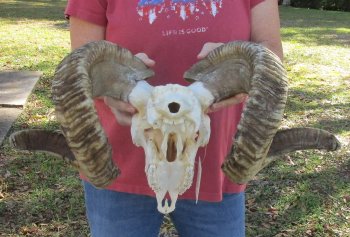 African Merino Ram/Sheep Skull with 31 inch Horns for sale - $190