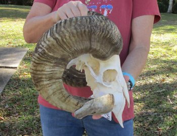 African Merino Ram/Sheep Skull with 31 inch Horns for sale - $190