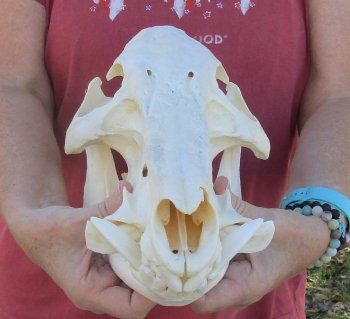 13 inch African Bush Pig Skull, (Potamochoerus larvatus) for $160