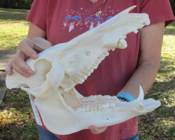 13 inch African Bush Pig Skull, (Potamochoerus larvatus) for $160
