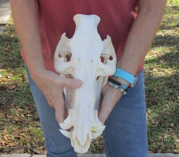 13 inch African Bush Pig Skull, (Potamochoerus larvatus) for $160