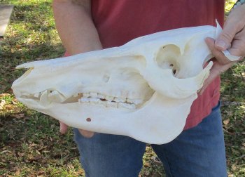 13 inch African Bush Pig Skull, (Potamochoerus larvatus) for $160