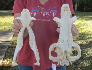 13 inch African Bush Pig Skull, (Potamochoerus larvatus) for $160