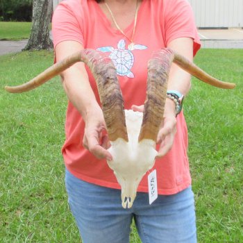 Extra Large African Goat Skull with 22 inch horns for $135