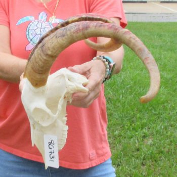Extra Large African Goat Skull with 22 inch horns for $135
