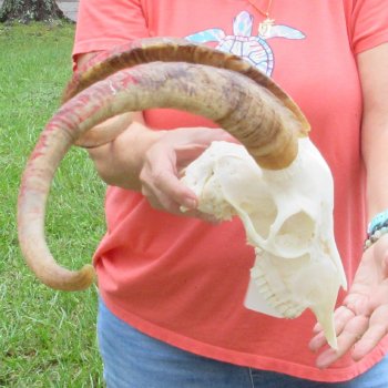 Extra Large African Goat Skull with 22 inch horns for $135