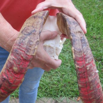 Extra Large African Goat Skull with 22 inch horns for $135