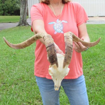 Extra Large African Goat Skull with 24-1/2 inch horns for $135