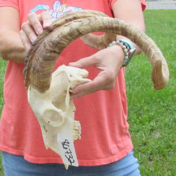 Extra Large African Goat Skull with 24-1/2 inch horns for $135