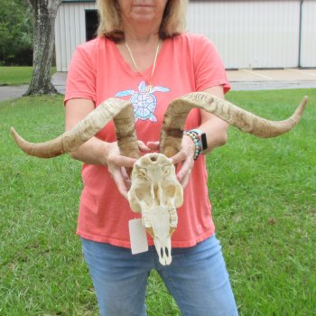 Extra Large African Goat Skull with 24-1/2 inch horns for $135