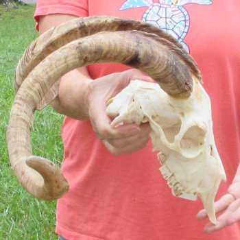 Extra Large African Goat Skull with 24-1/2 inch horns for $135