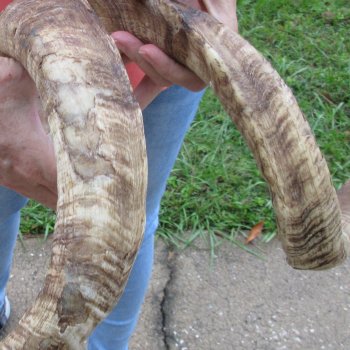 Extra Large African Goat Skull with 24-1/2 inch horns for $135