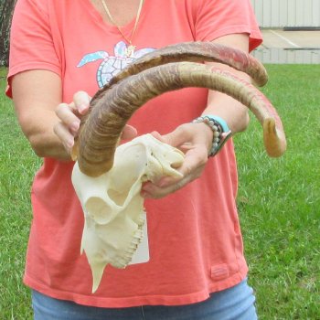 Extra Large African Goat Skull with 22 inch horns for $135