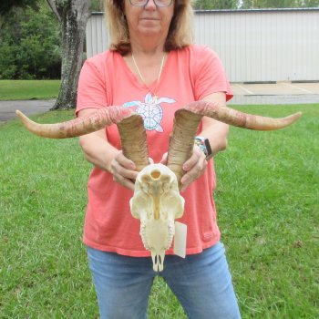 Extra Large African Goat Skull with 22 inch horns for $135