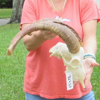 Extra Large African Goat Skull with 22 inch horns for $135