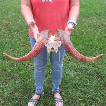 Extra Large African Goat Skull with 22 inch horns for $135