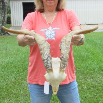 Extra Large African Goat Skull with 21 inch horns for $135