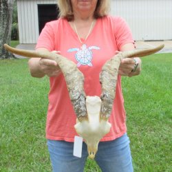 Extra Large African Goat Skull with 21 inch horns for $135