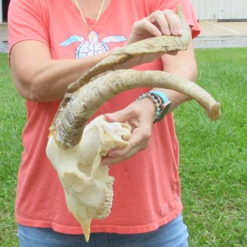Extra Large African Goat Skull with 21 inch horns for $135