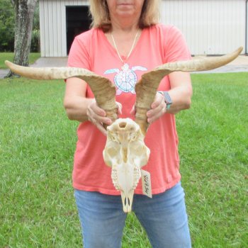 Extra Large African Goat Skull with 21 inch horns for $135