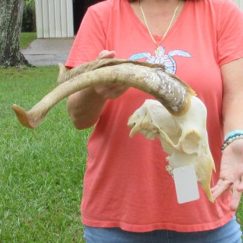 Extra Large African Goat Skull with 21 inch horns for $135