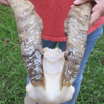 Extra Large African Goat Skull with 21 inch horns for $135