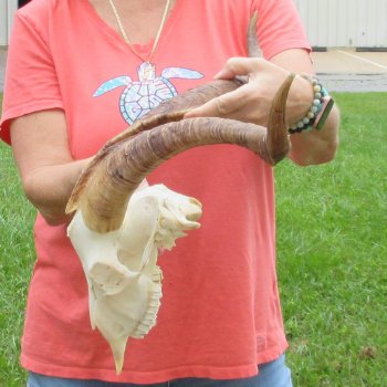 Extra Large African Goat Skull with 21 inch horns for $135