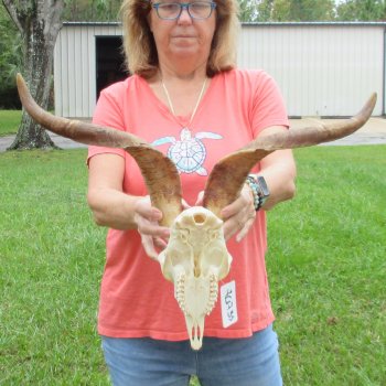Extra Large African Goat Skull with 21 inch horns for $135