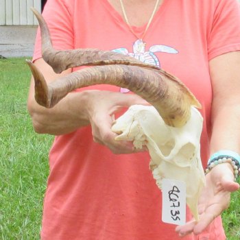Extra Large African Goat Skull with 21 inch horns for $135