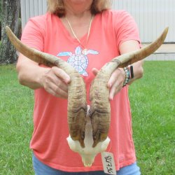 Extra Large African Goat Skull with 21 inch horns for $135