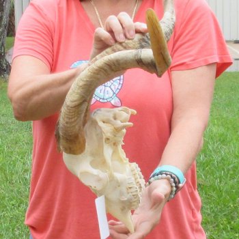 Extra Large African Goat Skull with 21 inch horns for $135
