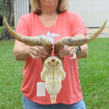 Extra Large African Goat Skull with 21 inch horns for $135