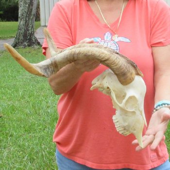 Extra Large African Goat Skull with 21 inch horns for $135