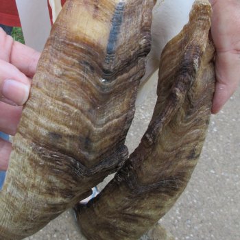 Extra Large African Goat Skull with 21 inch horns for $135