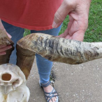 Extra Large African Goat Skull with 21 inch horns for $135
