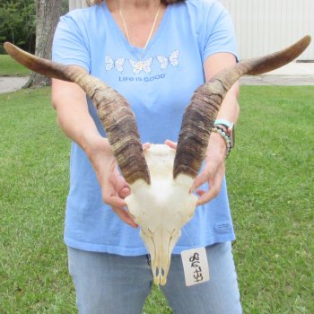 African Goat Skull with 17-3/4 inch horns for $125