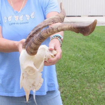 African Goat Skull with 17-3/4 inch horns for $125