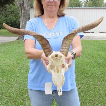 African Goat Skull with 17-3/4 inch horns for $125