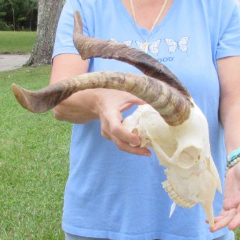 African Goat Skull with 17-3/4 inch horns for $125