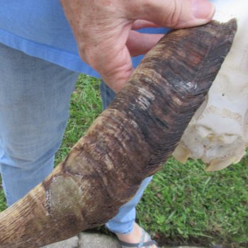 African Goat Skull with 17-3/4 inch horns for $125