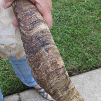 African Goat Skull with 17-3/4 inch horns for $125