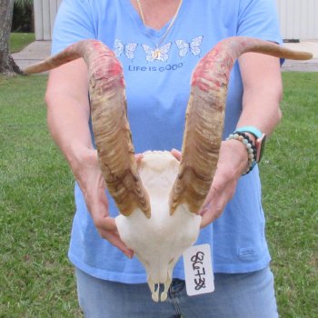 African Goat Skull with 20-1/2 inch horns for $125