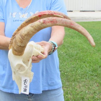African Goat Skull with 20-1/2 inch horns for $125
