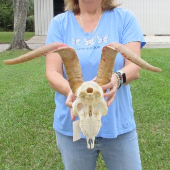 African Goat Skull with 20-1/2 inch horns for $125